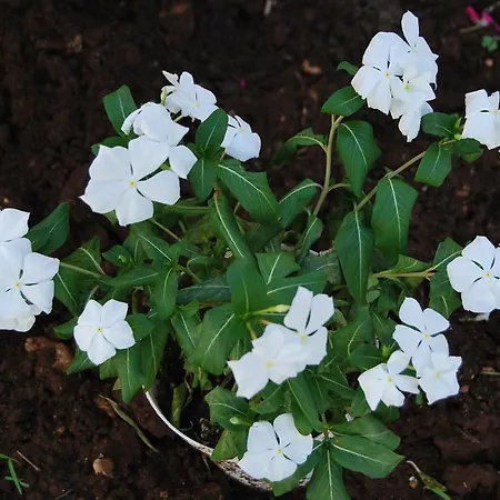 Casa Francesca * Сиракузы