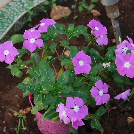 Casa Francesca Hotel *